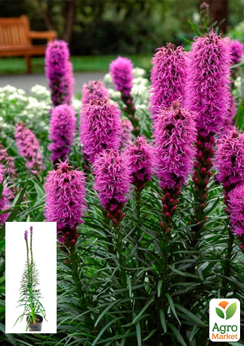 Лиатрис колосковый "Rose Purple" вазон С2