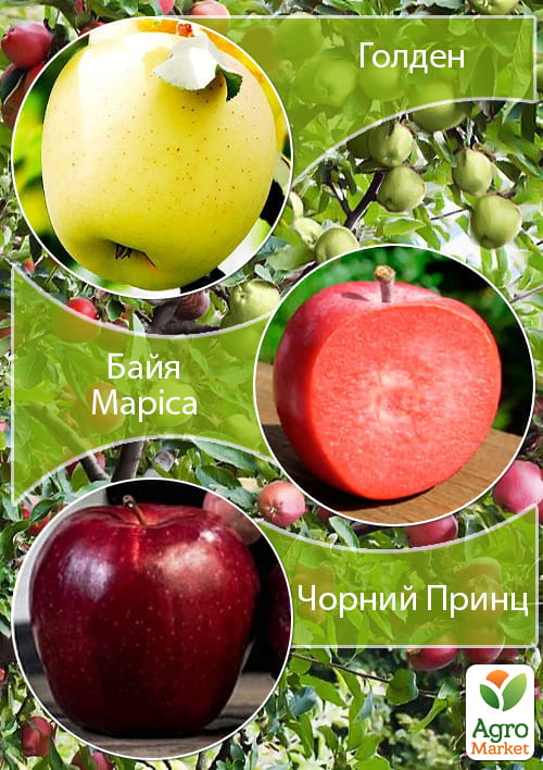 Дерево-сад Яблоня "Байя Мариса+Голден+Черный Принц" 