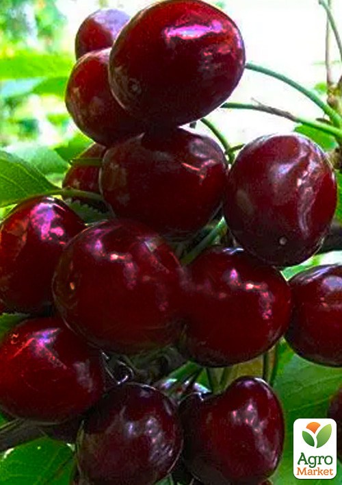 Черешня пірамідальна чорна "XXL" укорінена в контейнері (саджанець 2 роки) - фото 2