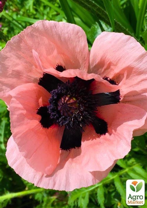 Мак "Prinzession Viktoria Luise"