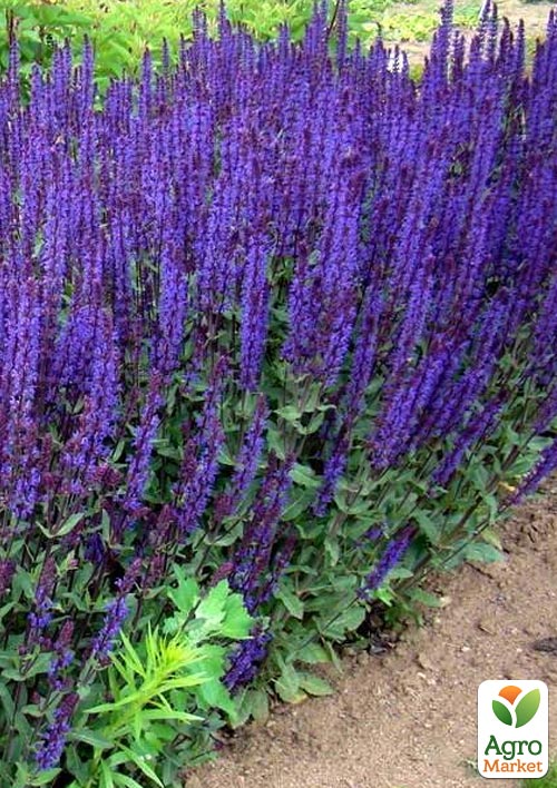 Шалфей лекарственный "Sālvia officinālis"