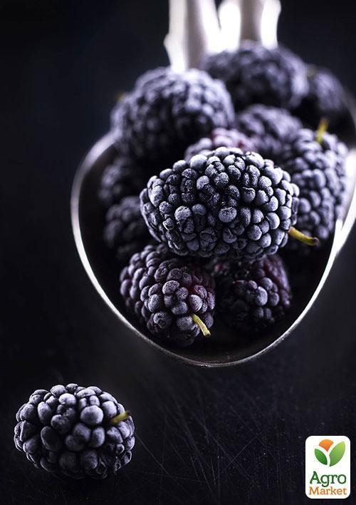 Шовковиця "Чорна перлина" (літній сорт, середній термін дозрівання) - фото 4