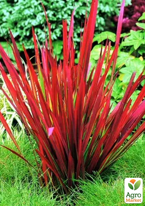Императа цилиндрическая "Red Baron" вазон С2 - фото 3