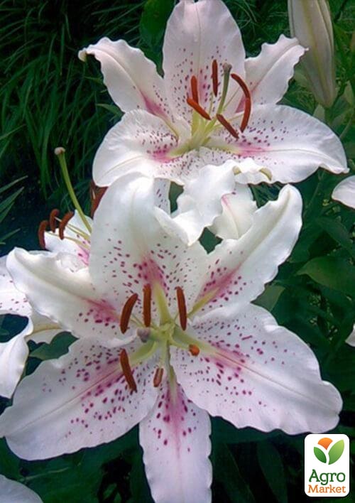 Лилия Тигровая "Muscadet" - фото 5