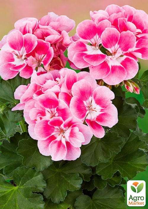 Пеларгонія зональна Dark Line "Bellinda"
