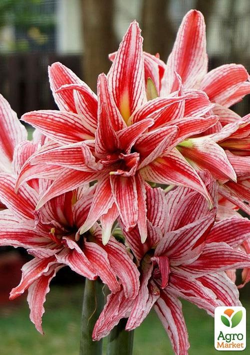 Гиппеаструм махровый "Doublet" (Амариллис) 