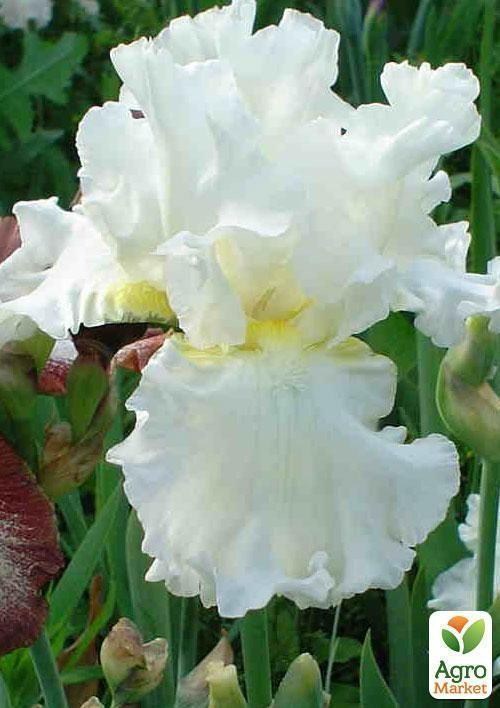 Ирис карликовый "Cool It" 1шт в упаковке