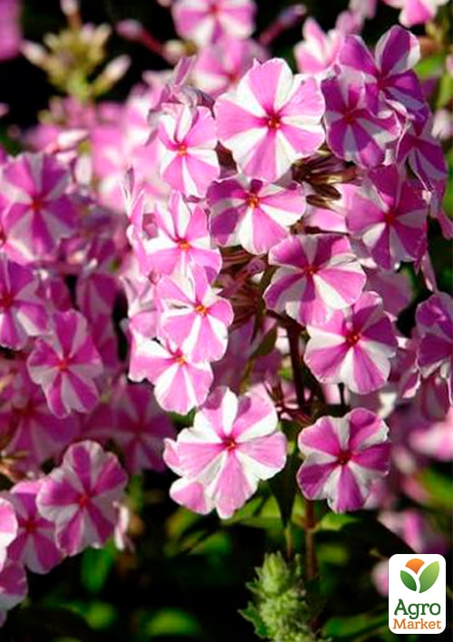 Флокс багаторічний "Natascha" - фото 2