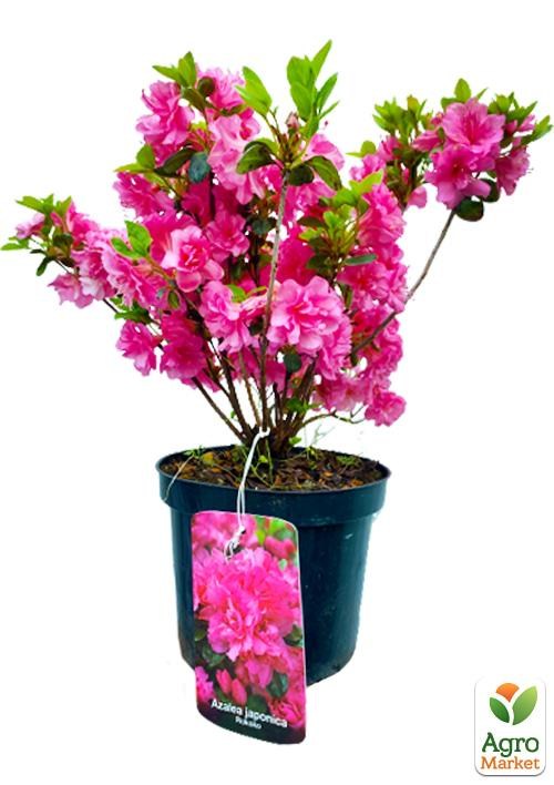 Рододендрон азалиевидный (Azalea  japonica) "Rokoko" C1, высота 30-50см - фото 4