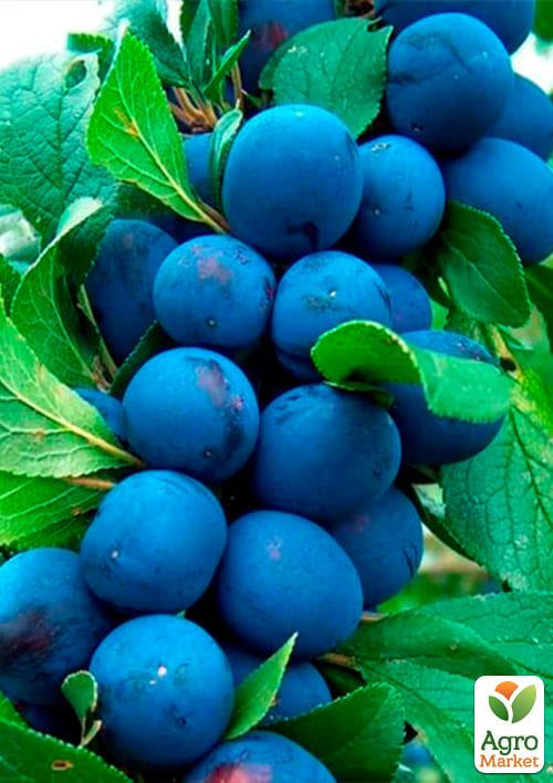 Слива колоновидная "Анже" Эксклюзив - фото 2