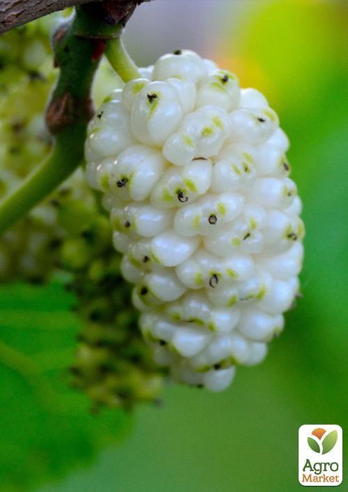Шовковиця великоплідна "Стамбульська біла" (літній сорт, середній термін дозрівання) - фото 6