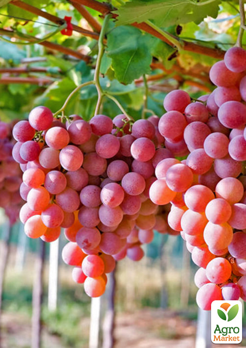 LMTD Виноград "Vanessa" (сортовой, укорененный) - фото 3