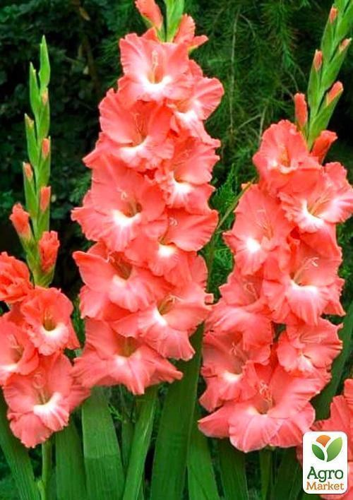 Гладіолус "Spic and Span" 3шт - фото 2