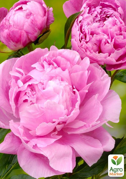 Пион травянистый "Alexander Fleming" NEW