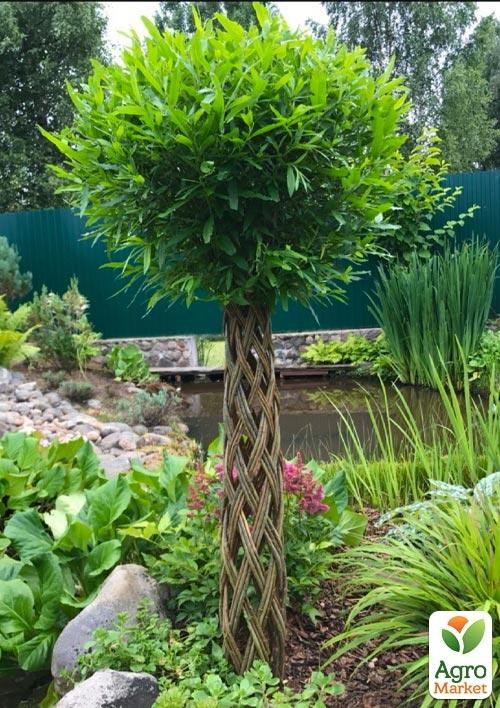 Ива плетеная "Американка гигантская" Salix americana (высота 1,1-1,5м)  - фото 3