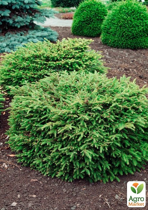 Ель обыкновенная "Nidiformis" (ком/сетка) диаметр 55-60см - фото 5