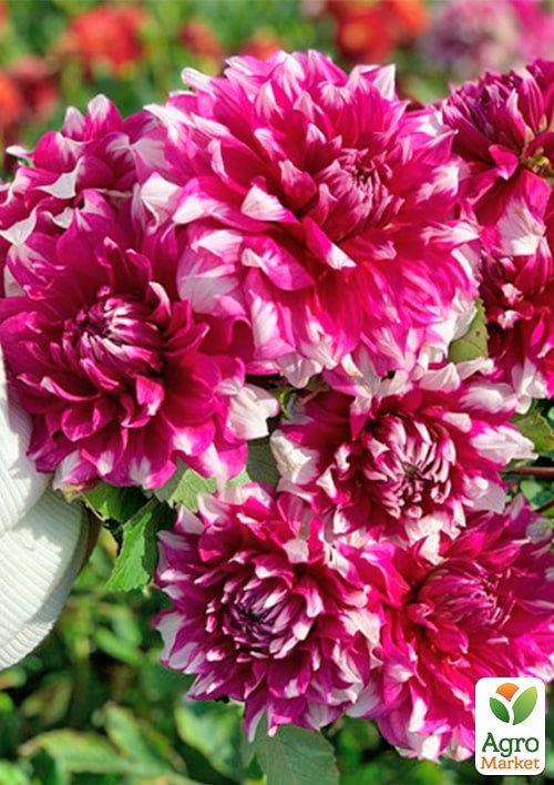 Георгина "Yarra Falls" (гигантский цветок) - фото 2