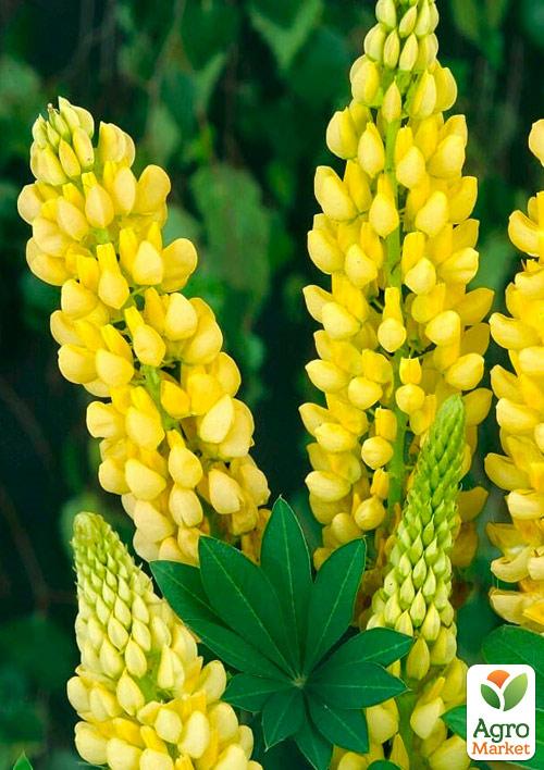 Люпин "Chandelier"