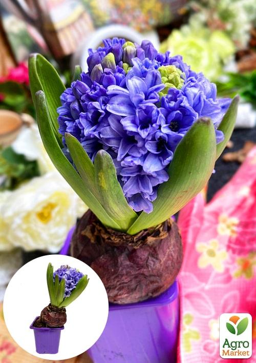 Гіацинт "General Koehler" (Нідерланди) - фото 6