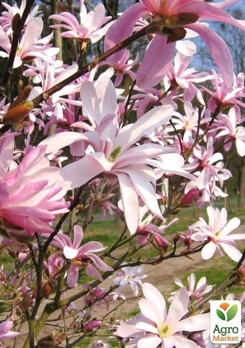 Магнолия 3-х летняя гибридная "Leonard Messel" (высота 30-50см) - фото 2