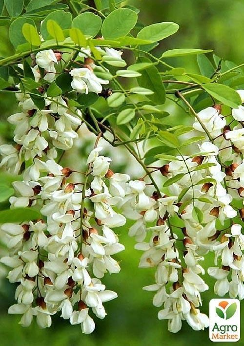 Акація "Робінія біла" - фото 3