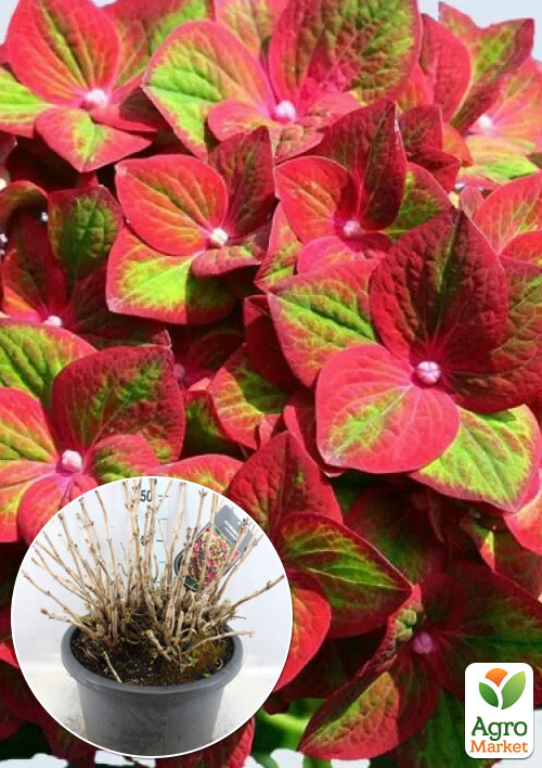 LMTD Гортензія macrophylla "Magical Greenfire" 5-річна (висота 45-75см)