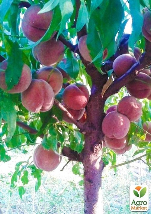 Персик красномясый "Эритрокарпа" укорененный в контейнере (саженец 2 года)