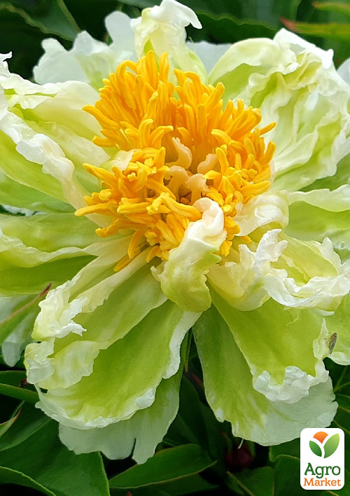Півонія трав'яниста "Green Lotus"