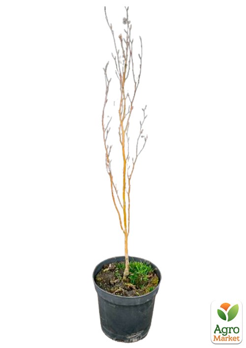 Бук лісовий червонолистий "Rohan Obelisk" С10 - фото 5