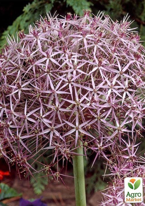 Аллиум "Christophii" 1шт в упаковке