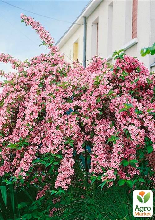 Вейгела "Розеа" (Rosea)