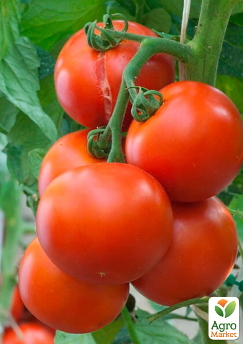 На вагу Томат "Гібрид Тарасенко 6" ТМ "Весна" ціна за 1г