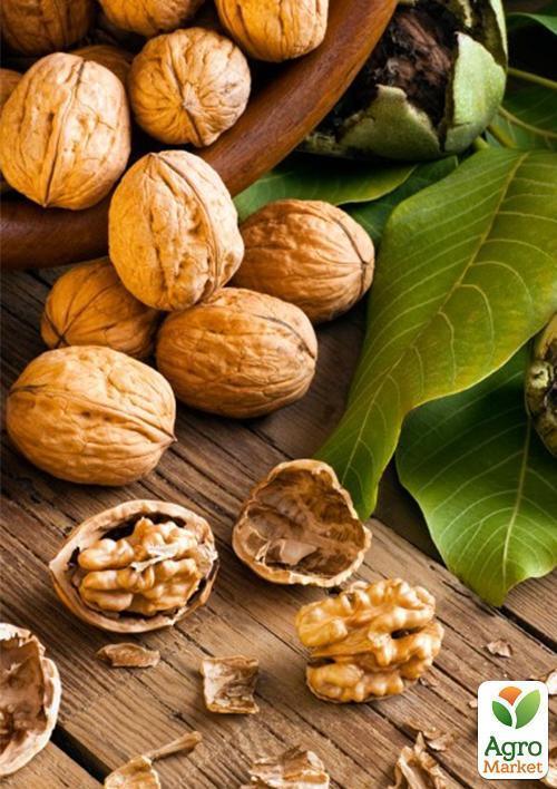 Грецкий орех "Буковинский 1" (среднеспелый срок созревания) - фото 5