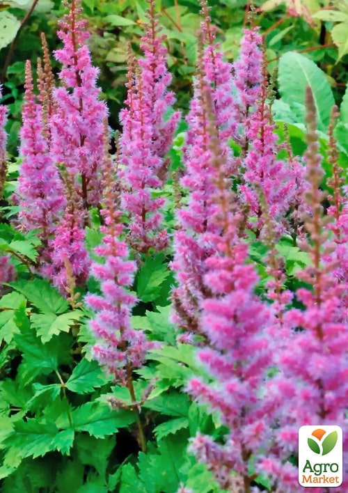 Астильба "Pumila"  - фото 2