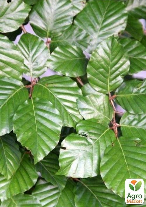 Бук європейський (Fagus sylvatica) С2 висота 40-50см - фото 2