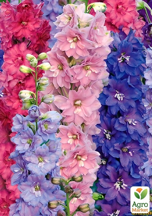 Дельфиниум однолетний "Летний танец" ТМ "Vesna Exclusive" 1г