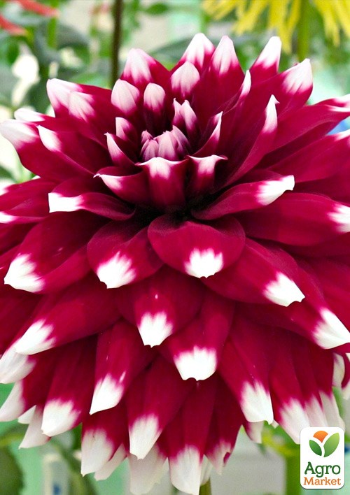 Жоржина "Duet" - фото 2