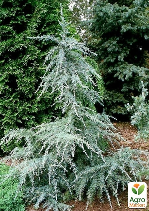 Кедр Гималайский "Karl Fuchs" С3, высота 20-40 см - фото 2