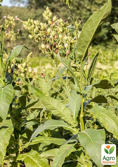 Семена Табак курительный "Golden Burley" ТМ "Vesna Select" 0.5г - фото 3