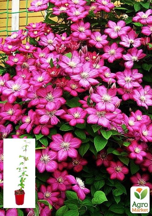 Clematis 3 years old "Ville de Lyon" С2