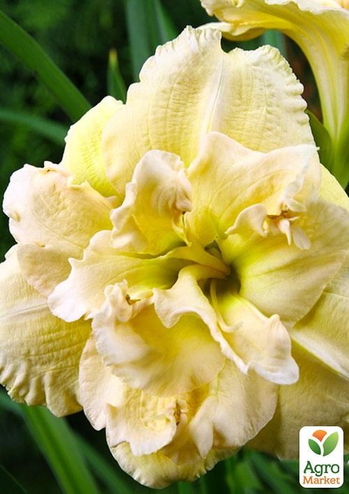 Лилейник "Bowl of Cream" 1шт в упаковке NEW