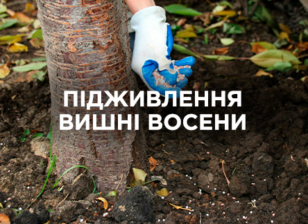 Осіннє підживлення вишні: поради та рекомендації