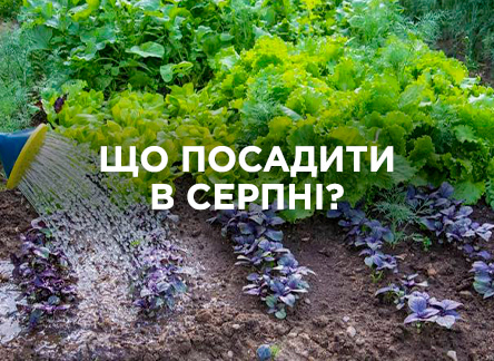 Що посіяти в серпні на грядках?