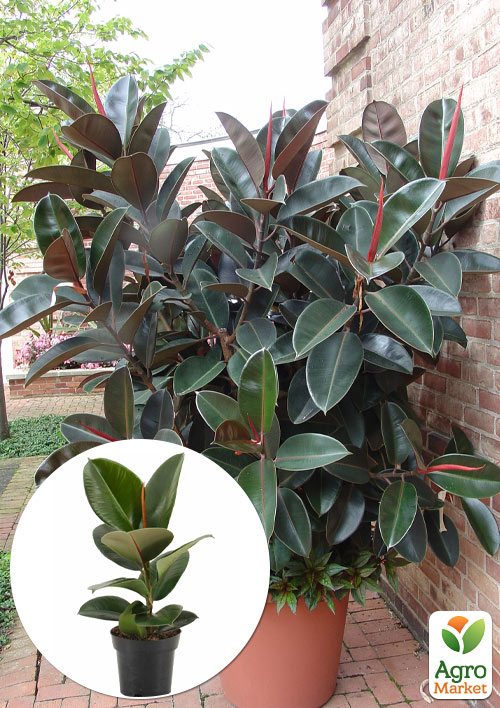 Фікус Робуста "Robusta"