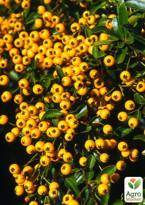 Пираканта (живая изгородь) "Soleil d`Or"  - фото 3