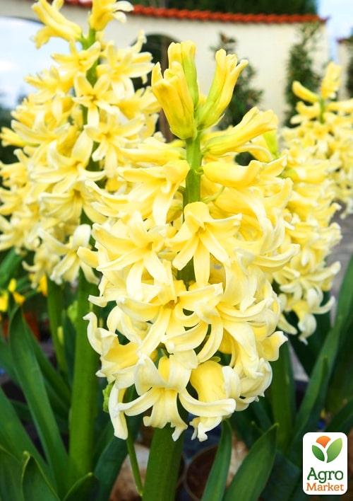 Гиацинт "City Of Haarlem" (Нидерланды) - фото 5