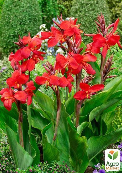 Канна "Firebird" 1шт в упаковці - фото 2