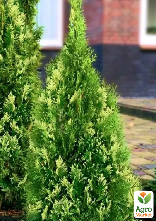 Туя западная "Smaragd Variegata" (ком/сетка) высота 140-160 см - фото 3