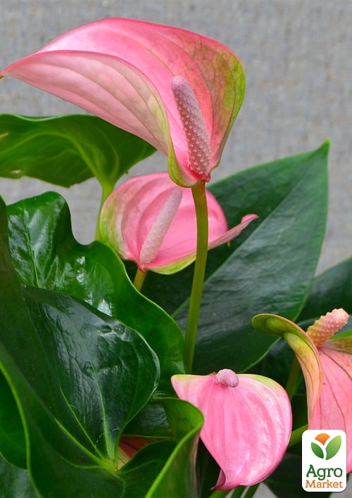 Антуриум (Anthurium) "Joli Pink" - фото 7