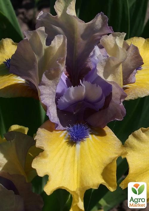 Ірис карликовий "Magnetic Storm"